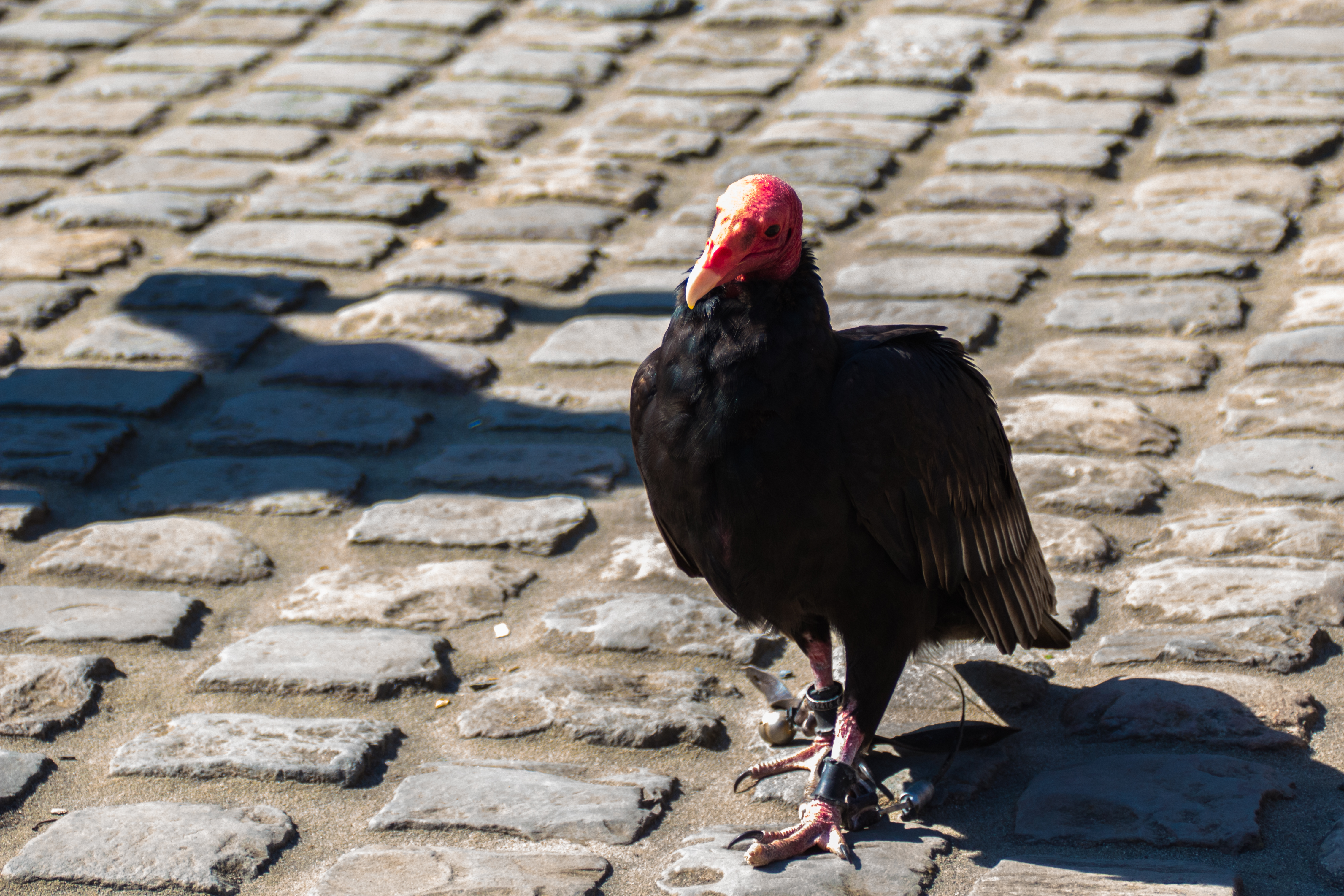 Vautour à tête rouge-02.jpg